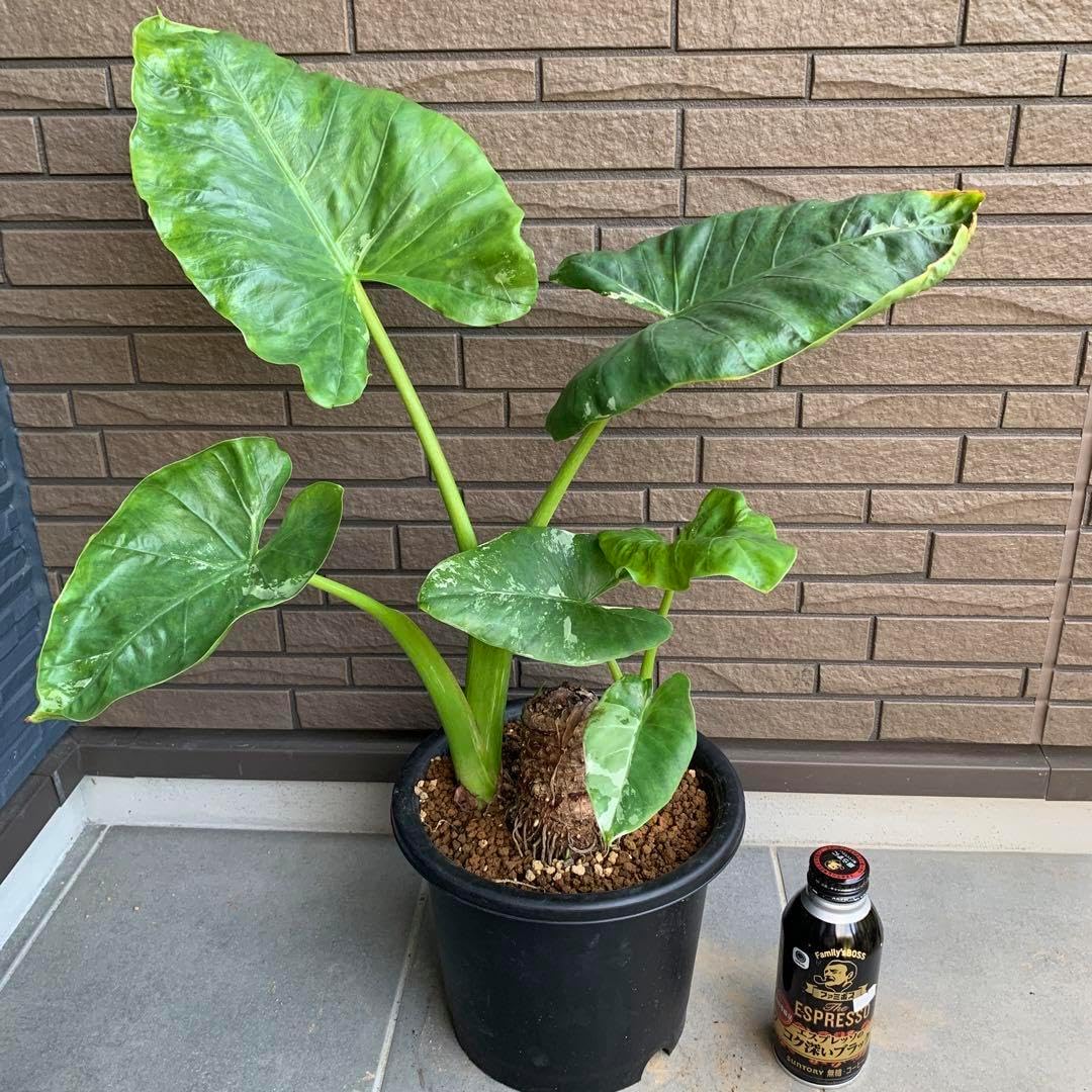 コロカシア ギガンティア斑入り 【公式通販】